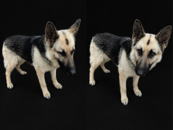 Lost Female Dog last seen Beech Grove Bap, Paragould, AR 72412