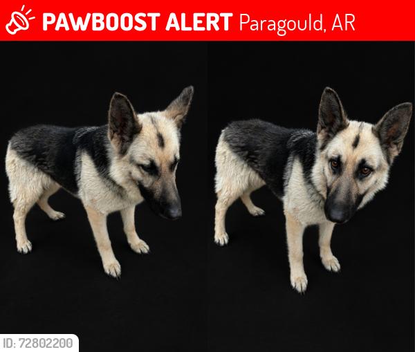 Lost Female Dog last seen Beech Grove Bap, Paragould, AR 72412