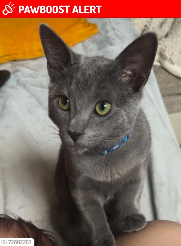 Lost Male Cat last seen Conway Crescent, ub6, Greater London, England UB6