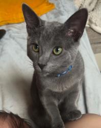 Lost Male Cat last seen Conway Crescent, ub6, Greater London, England UB6