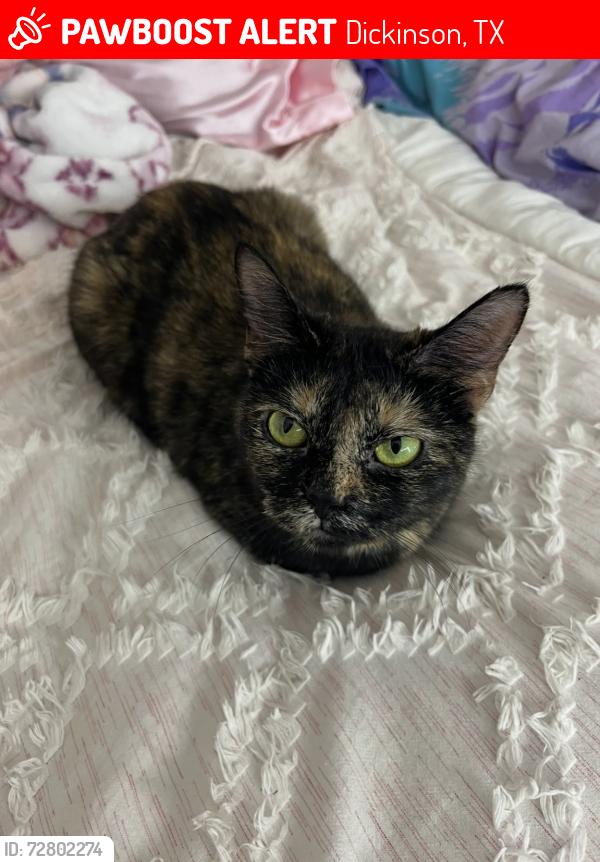 Lost Female Cat last seen Cimarron trailer park, Dickinson, TX 77539