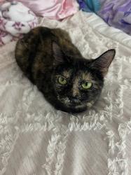 Lost Female Cat last seen Cimarron trailer park, Dickinson, TX 77539