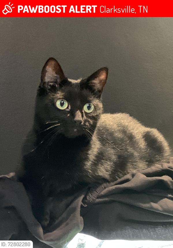 Lost Female Cat last seen Sunrise drive , Clarksville, TN 37042