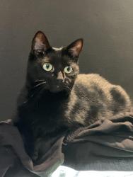 Lost Female Cat last seen Sunrise drive , Clarksville, TN 37042