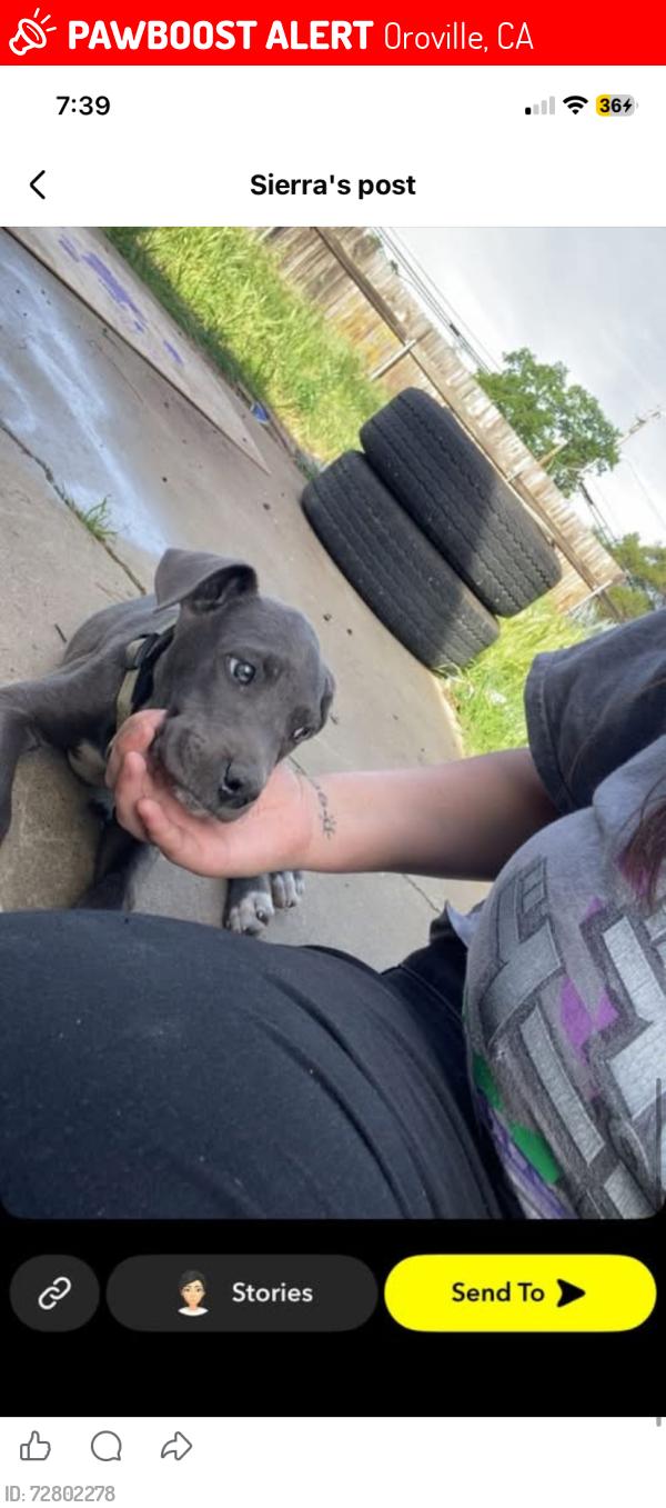 Lost Male Dog last seen Near Lincoln Blvd Oroville, CA  95966 United States, Oroville, CA 95966