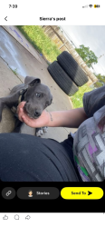 Lost Male Dog last seen Near Lincoln Blvd Oroville, CA  95966 United States, Oroville, CA 95966