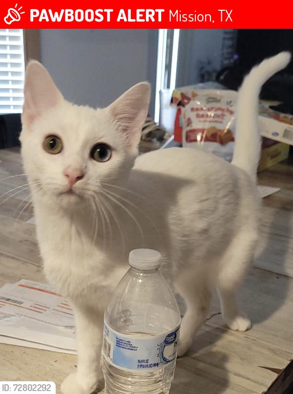Lost Female Cat last seen Near East 24th St Mission, TX, Mission, TX 78574