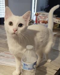 Lost Female Cat last seen Near East 24th St Mission, TX, Mission, TX 78574