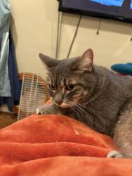 Lost Female Cat last seen Near th and wasco st, Portland, OR 97213