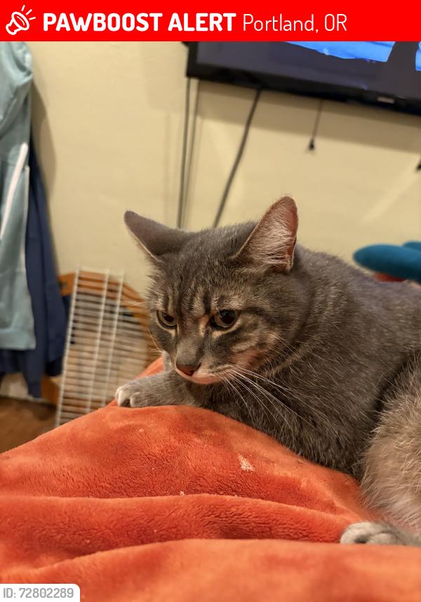 Lost Female Cat last seen Near th and wasco st, Portland, OR 97213