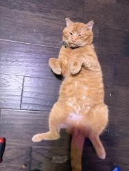 Lost Male Cat last seen davis street, Portsmouth, VA 23702