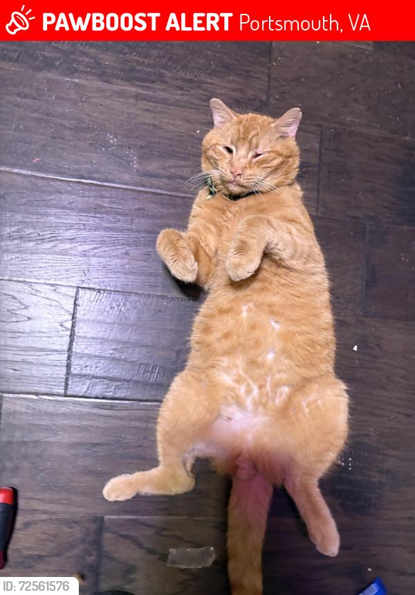 Lost Male Cat last seen davis street, Portsmouth, VA 23702