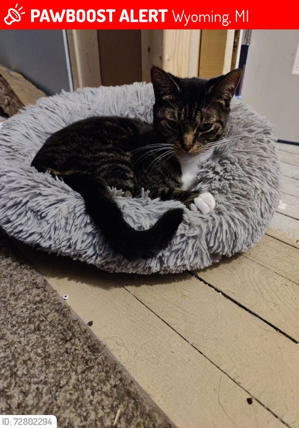 Lost Male Cat last seen Burling game, Wyoming, MI 49509