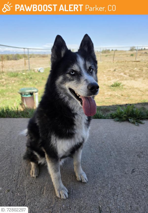 Found/Stray Male Dog last seen Parker Road and Cottonwood , Parker, CO 80138