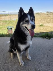 Found/Stray Male Dog last seen Parker Road and Cottonwood , Parker, CO 80138