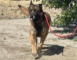Shelter Stray Male Dog last seen Near BLOCK PIONEER PL, BODFISH CA 93205, Lake Isabella, CA 93240