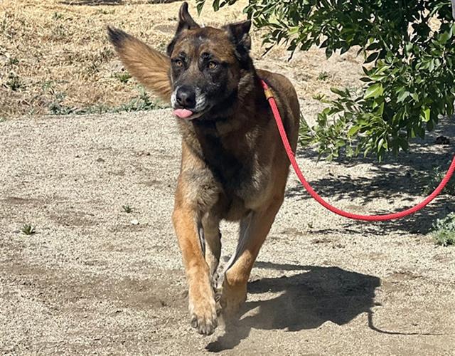 Shelter Stray Male Dog last seen Near BLOCK PIONEER PL, BODFISH CA 93205, Lake Isabella, CA 93240