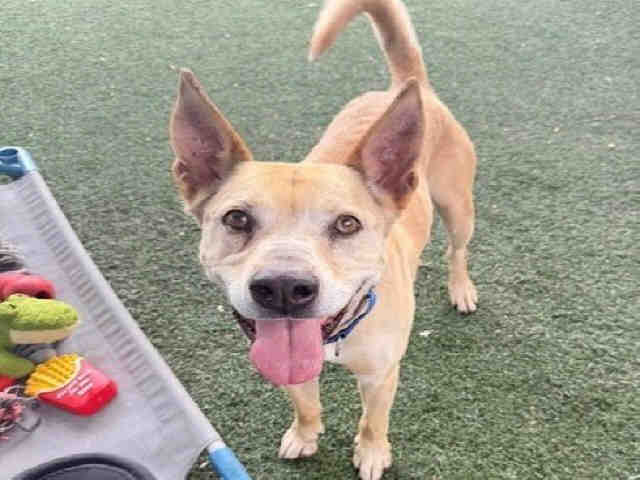 Shelter Stray Male Dog last seen BUCKMAN SPRINGS RD, Bonita, CA 91902