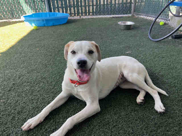 Shelter Stray Female Dog last seen FND MARILLA DR LAKESID, Bonita, CA 91902