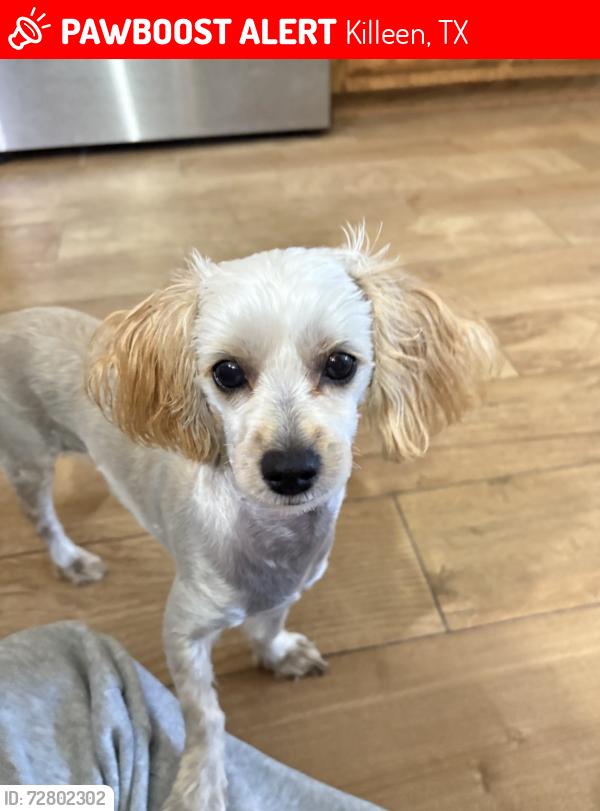 Lost Female Dog last seen trimmier elementary school , Killeen, TX 76542