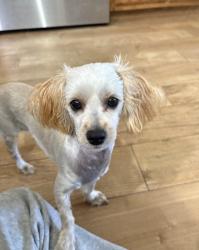 Lost Female Dog last seen trimmier elementary school , Killeen, TX 76542