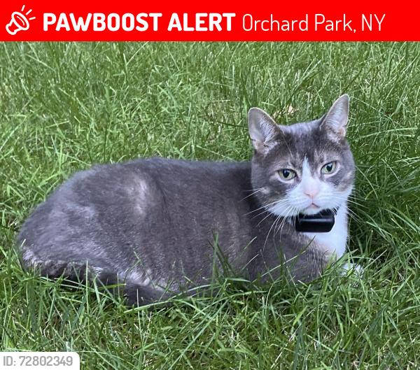 Lost Male Cat last seen East Quaker st, Orchard Park, NY 14127