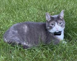 Lost Male Cat last seen East Quaker st, Orchard Park, NY 14127