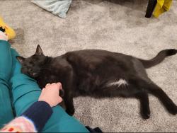 Lost Male Cat last seen White Bluff Drive, River Road, St. George, UT 84790