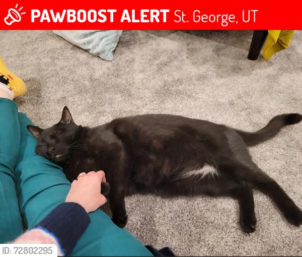 Lost Male Cat last seen White Bluff Drive, River Road, St. George, UT 84790