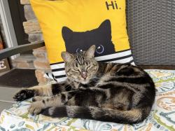 Lost Male Cat last seen Bangerter Pkwy and 13800, Draper, UT 84020