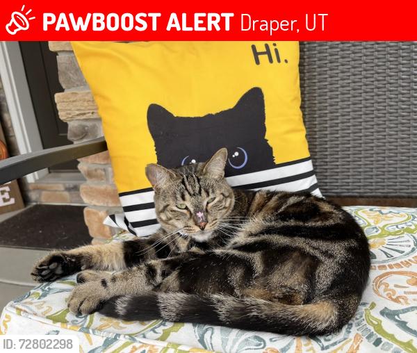 Lost Male Cat last seen Bangerter Pkwy and 13800, Draper, UT 84020