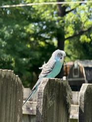 Found/Stray Unknown Bird last seen Swan St. and Lampton St., Louisville, KY 40204
