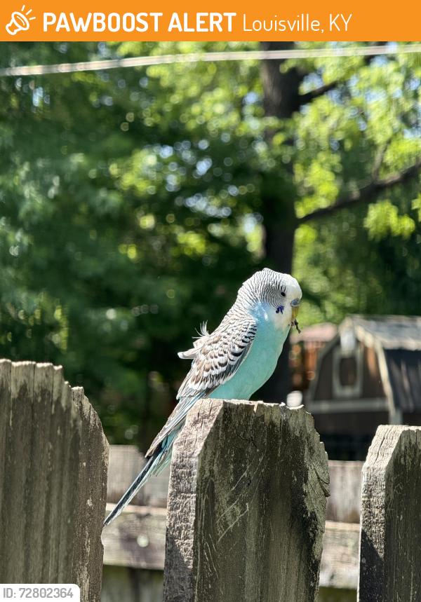 Found/Stray Unknown Bird last seen Swan St. and Lampton St., Louisville, KY 40204