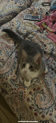 Lost Female Cat last seen Near Knickerbocer Ave Paterson New Jersey , Paterson, NJ 07503
