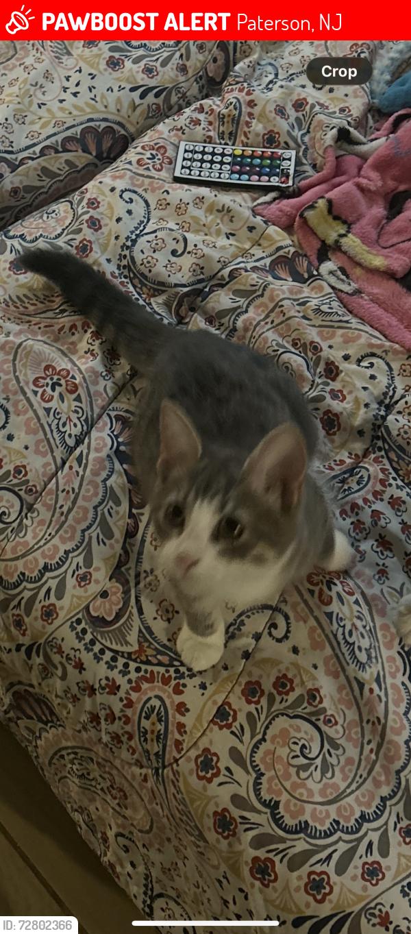 Lost Female Cat last seen Near Knickerbocer Ave Paterson New Jersey , Paterson, NJ 07503