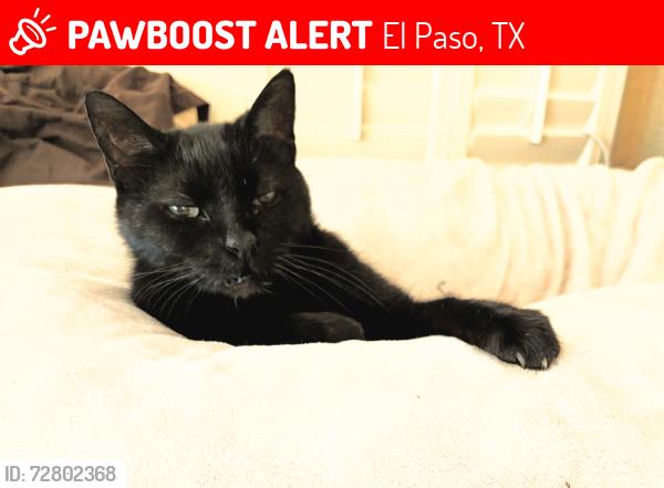 Lost Female Cat last seen Fox trail Ave / ground cherry , El Paso, TX 79934
