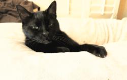 Lost Female Cat last seen Fox trail Ave / ground cherry , El Paso, TX 79934