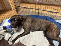Found/Stray Female Dog last seen HWY 87 near Food Lion in Grays Creek, Fayetteville, NC 28306