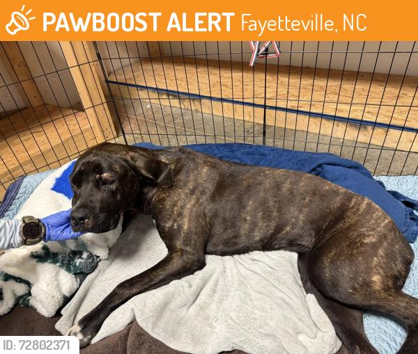 Found/Stray Female Dog last seen HWY 87 near Food Lion in Grays Creek, Fayetteville, NC 28306