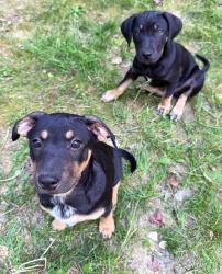 Found/Stray Male Dog last seen Grasshopper Creek Campground, Birchwood, TN 37308