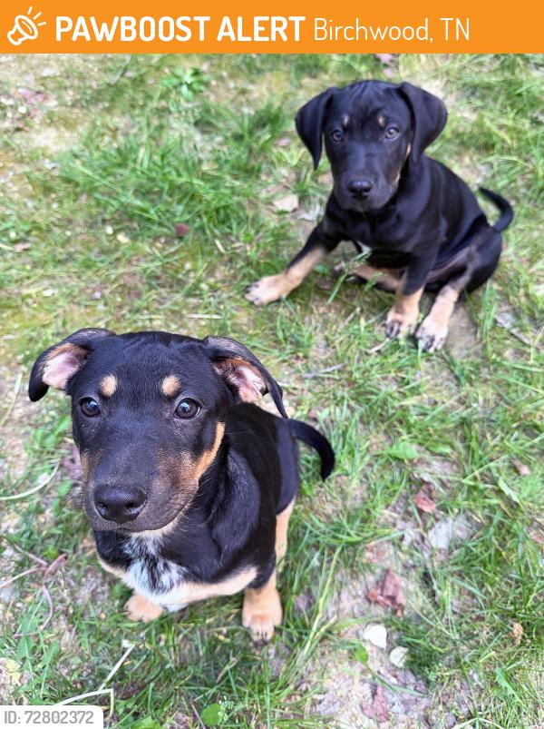 Found/Stray Male Dog last seen Grasshopper Creek Campground, Birchwood, TN 37308