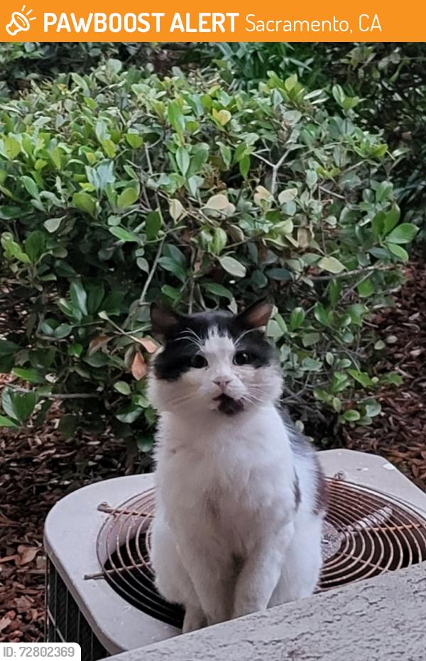 Found/Stray Unknown Cat last seen Del Paso and Truxel, Levee, apmt complex Granite Pointe, Sacramento, CA 95834