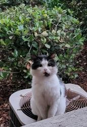Found/Stray Unknown Cat last seen Del Paso and Truxel, Levee, apmt complex Granite Pointe, Sacramento, CA 95834