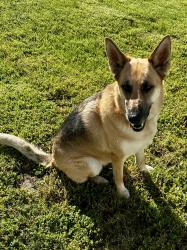 Found/Stray Unknown Dog last seen Glen Oaks, Temecula, CA 92590