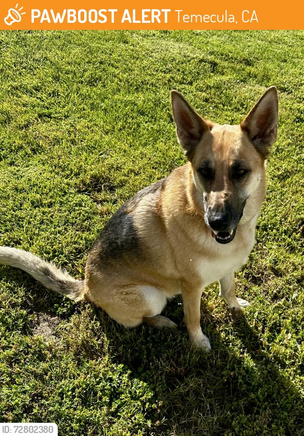 Found/Stray Unknown Dog last seen Glen Oaks, Temecula, CA 92590
