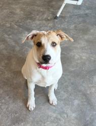 Lost Female Dog last seen Near E Fifth St Kansas City, MO  64106 United States, Kansas City, MO 64106