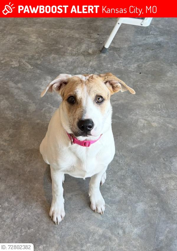 Lost Female Dog last seen Near E Fifth St Kansas City, MO  64106 United States, Kansas City, MO 64106