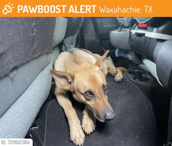 Found/Stray Female Dog last seen Near frontage road and Solon , Waxahachie, TX 75165