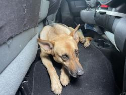 Found/Stray Female Dog last seen Near frontage road and Solon , Waxahachie, TX 75165