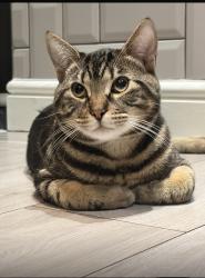 Lost Male Cat last seen Somerhill road , Greater London, England DA16